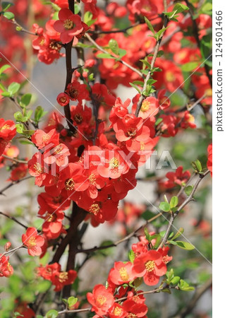 Red Japanese quince flowers in full bloom Red Japanese quince flowers in full bloom 124501466