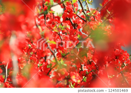 Red Japanese quince flowers in full bloom 124501469