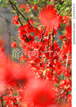 Red Japanese quince flowers in full bloom Red Japanese quince flowers in full bloom 124501473