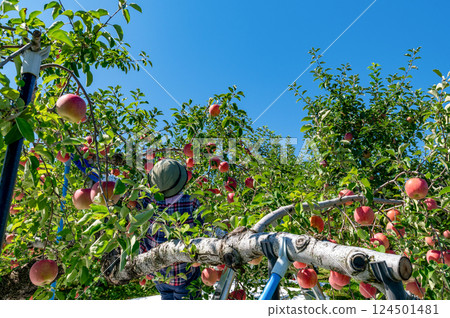 [Aomori Prefecture Hirosaki City apple] Iwakiyama Aizu Tsugaru autumn, apple garden is being harvested 124501481