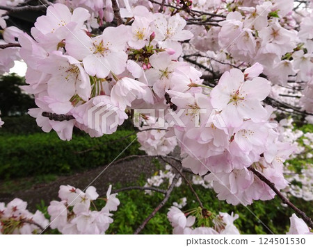 櫻花盛開 124501530