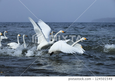 起飛的天鵝和北海道屈斜路湖 124501549