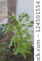 Butterbur sprouts that were missed 124501554