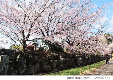 The early-blooming cherry blossoms of Saihoji Temple in Yokohama's Kohoku Ward: "Chunichizakura" 124501567