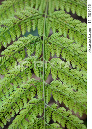 蕨類植物 124501666