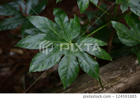 Yetde leaves 124501885