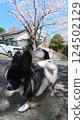 Mame the Chihuahua under the cherry blossoms in full bloom 124502129