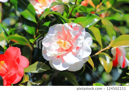 Large red and white camellia (camellia) 124502151