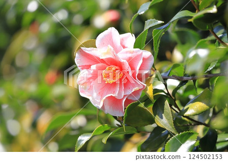 Large red and white camellia (camellia) 124502153