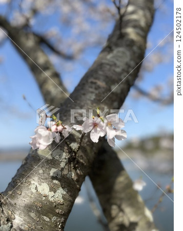 櫻花X 櫻花X 124502178