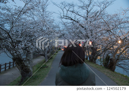 夜晚的櫻花背影 夜晚的櫻花背影 124502179