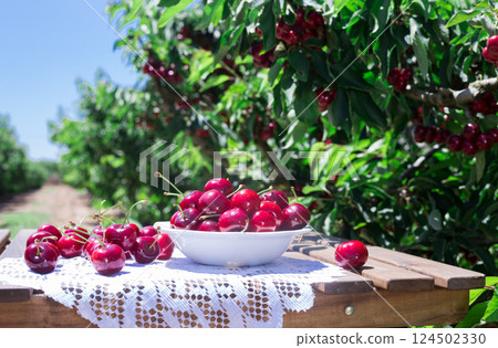 White bowl filled with ripe cherries 124502330