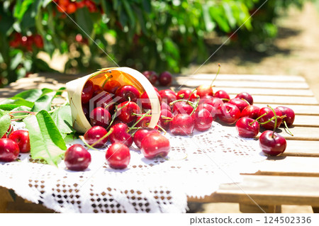 Still life of cherries in wicker basket on table in garden 124502336