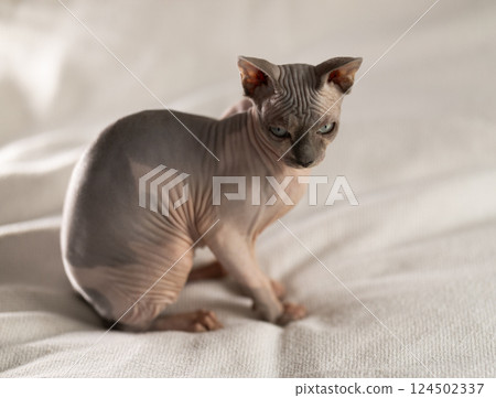 Hairless domestic pet, kitten of Sphynx breed 124502337