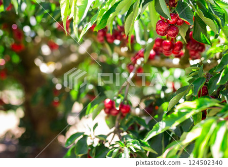 Branches of cherry trees with berries in garde 124502340