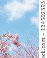 晴朗的天空和盛開的河津櫻花 124502393