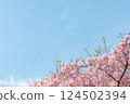 晴朗的天空和盛開的河津櫻花 124502394