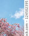 晴朗的天空和盛開的河津櫻花 124502395