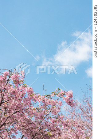 晴朗的天空和盛開的河津櫻花 晴朗的天空和盛開的河津櫻花 124502395
