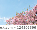 晴朗的天空和盛開的河津櫻花 124502396