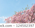 晴朗的天空和盛開的河津櫻花 124502397