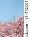 晴朗的天空和盛開的河津櫻花 124502398