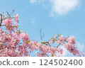 晴朗的天空和盛開的河津櫻花 124502400