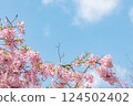 晴朗的天空和盛開的河津櫻花 124502402