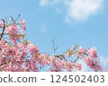 晴朗的天空和盛開的河津櫻花 124502403