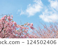 晴朗的天空和盛開的河津櫻花 124502406