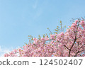 晴朗的天空和盛開的河津櫻花 124502407