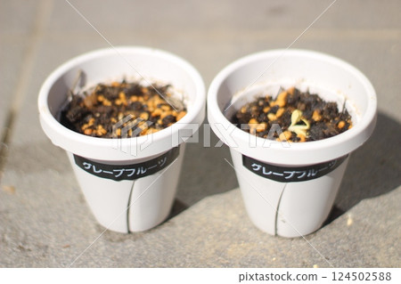 Grapefruit cultivation 124502588