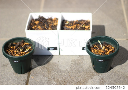 Yuzu Cultivation 124502642