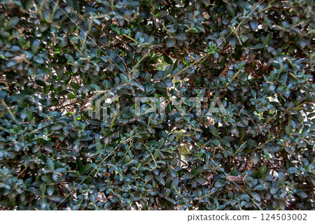 Boxwood (Ilex family) with many leaves 124503002