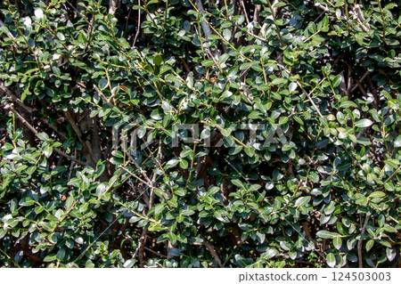 Boxwood is an evergreen tree that is often planted as a garden tree. 124503003