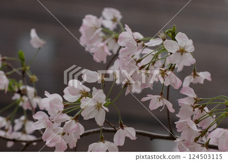 Cherry blossoms at Shinmachi Kita Park (Osaka City, Osaka Prefecture) Cherry blossoms at Shinmachi Kita Park (Osaka City, Osaka Prefecture) 124503115