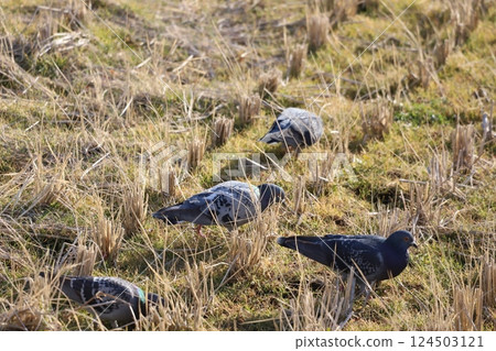 Pigeons feeding in the rice fields 124503121