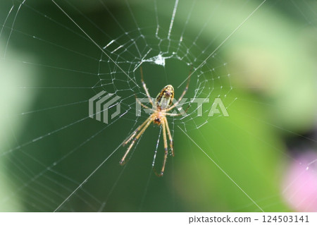 A spider waiting for prey A spider waiting for prey 124503141