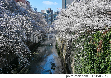Cherry blossoms near Waseda Omokage Bridge and the Toden Waseda tram stop on the Kanda River Cherry blossoms near Waseda Omokage Bridge and the Toden Waseda tram stop on the Kanda River 124503142
