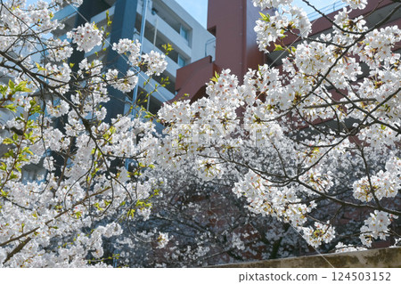 Cherry blossoms near Waseda Omokage Bridge and the Toden Waseda tram stop on the Kanda River Cherry blossoms near Waseda Omokage Bridge and the Toden Waseda tram stop on the Kanda River 124503152