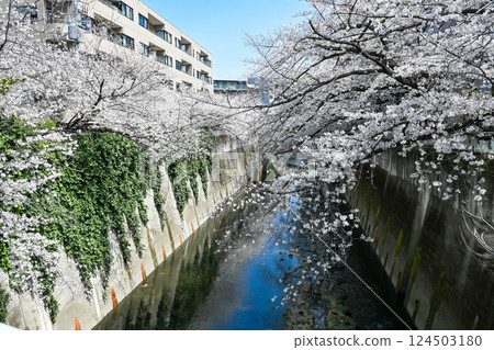 早稻田面影橋附近的櫻花和神田川上的都電早稻田站 124503180