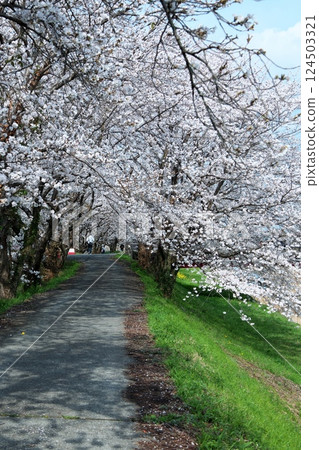 道路與櫻花 124503321
