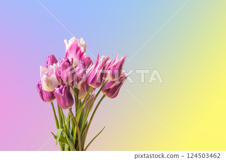 Spring composition on gradient pink yellow and blue background of flowers purple tulips with a place for text. Hello spring Spring composition on gradient pink yellow and blue background of flowers purple tulips with a place for text. Hello spring 124503462