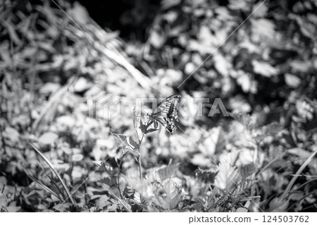 Swallowtail Butterfly in the Field: A Monochrome World 124503762
