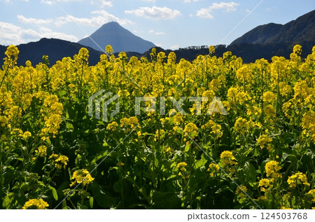 Kami-dake and Rape blossoms 124503768