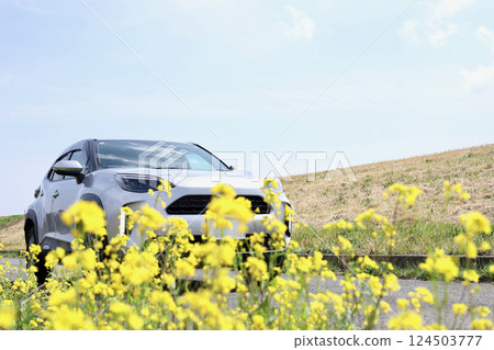 油菜花和汽車 油菜花和汽車 124503777