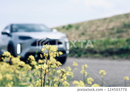 油菜花和汽車 124503778