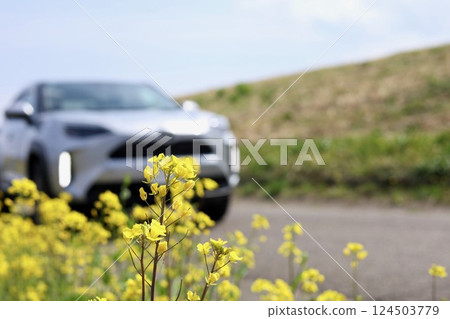 Rape blossoms and car 124503779