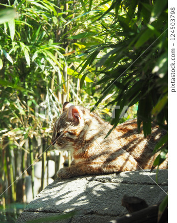 Tsushima eumaneko 124503798