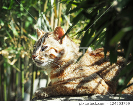 對馬eumaneko 對馬eumaneko 124503799